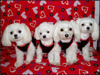 SAM����&SORA����&RIKU����&KAI����