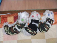 SAM����MELL�����SORA����