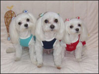 SAM����MELL�����SORA����