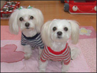 SAM����MOCA�����