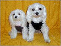 SAM����&MELL�����