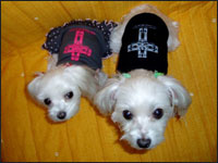 SAM����&MELL�����