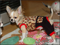 ����̂�������