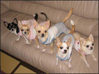 �}���A����񁕃����A����񁕃A�[�W���N���e��(�p�p)�N���e�B�A��(�}�})�����