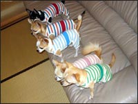 �}���A����񁕃����A����񁕃A�[�W���N���e��(�p�p)�N���e�B�A��(�}�})�����