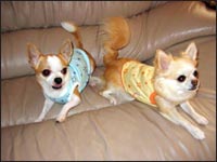 �e��(�p�p)�N���e�B�A��(�}�})�����