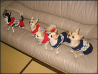 �}���A����񁕃����A����񁕃A�[�W���N���e��(�p�p)�N���e�B�A��(�}�})�����