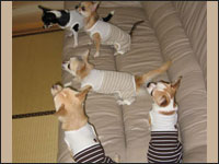 �}���A����񁕃����A����񁕃A�[�W���N���e��(�p�p)�N���e�B�A��(�}�})�����