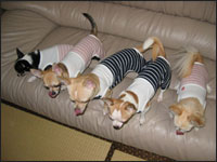 �}���A����񁕃����A����񁕃A�[�W���N���e��(�p�p)�N���e�B�A��(�}�})�����