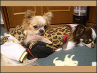 �~��(�E���I)���񁕓V�e(�e���p)����