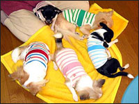 �l�t�t�@�~���[