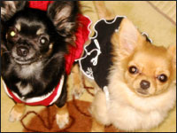 ��������񁕃A�C�����