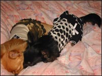 �A�C����񁕃��������