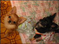 �A�C����񁕃��������