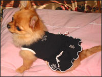 �A�C�����