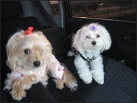 �A���i����񁕃~�b�L�[�����