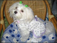 �A���i�����