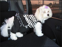 �A���i�����