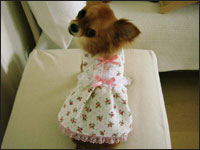 �`�F���[�����