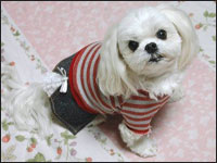 �t�@���[�������