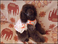 �Ђ݂������