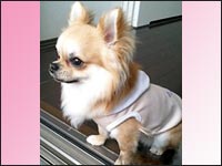 �؉������