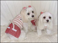 MOCA�����MELL�����