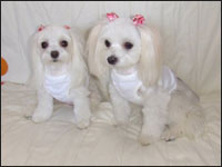 MELL�����MOCA�����