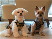 ���i�J����񁕃N�b�L�[����