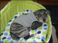 ��������