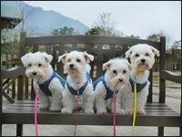 �䂫����񁕂Ԃ肿��񁕂͂Ȃ���񁕂��Ԃ���