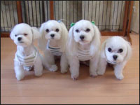 KAI����SORA����SAM����RIKU����