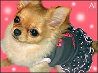 �A�C�����