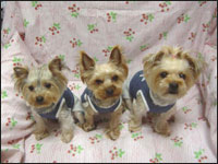 �܈��T����񁕗��������񁕊G�ڂ����