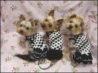 �܈��T����񁕗������N���G�ڂ����