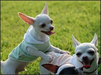 �����񁕃~���N�}�}