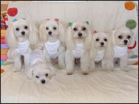 SORA����KAI����MOCA�����SAM����MELL�����RIKU����