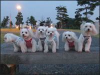 RIKU����MOCA�����SORA����KAI����MELL�����SAM����