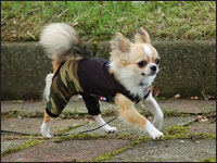 ����̂�������