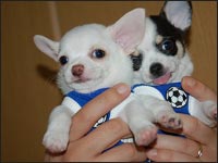 �����񁕓V����