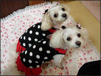 �������񁕃V���E����