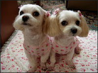 �������񁕃V���E����