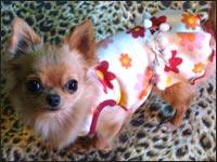 �A�C�����