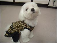 ���񂱂����