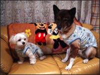 ���ьZ���񁕃}�R�����