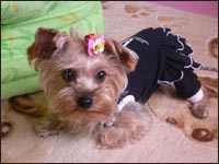 �V���R�������