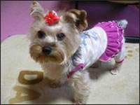 �V���R�������