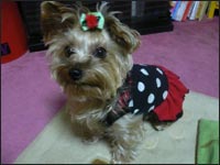 �V���R�������