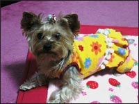 �V���R�������