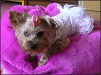 �V���R�������